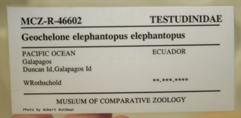 Media type: image; Herpetology R-46602